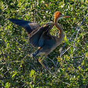 Purple Heron
