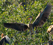 Purple Heron