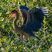 Purple Heron
