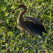 Purple Heron