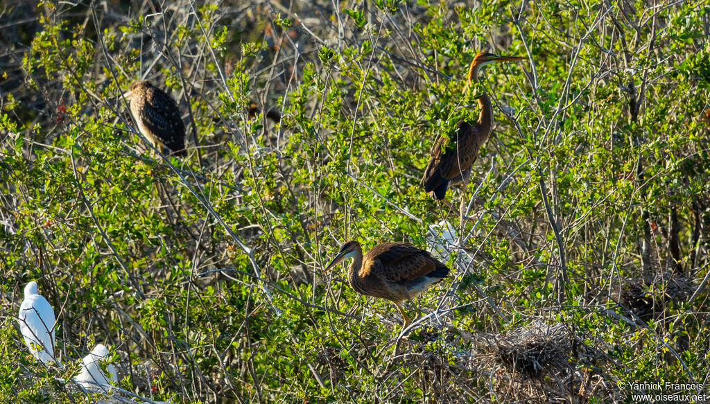 Purple Heronimmature, habitat, aspect