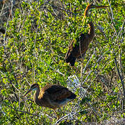 Purple Heron