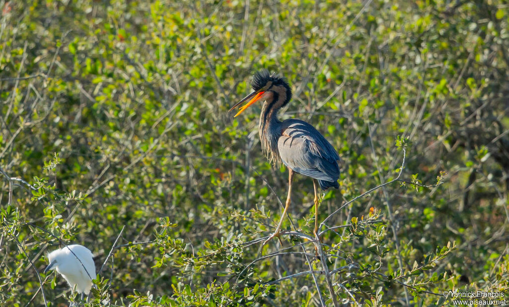 Purple Heronadult, habitat, aspect