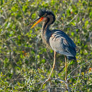 Purple Heron