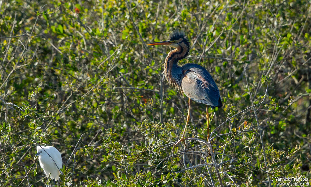 Purple Heronadult, habitat, aspect