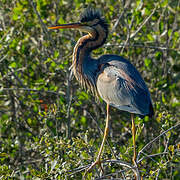 Purple Heron