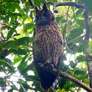 Madagascan Owl