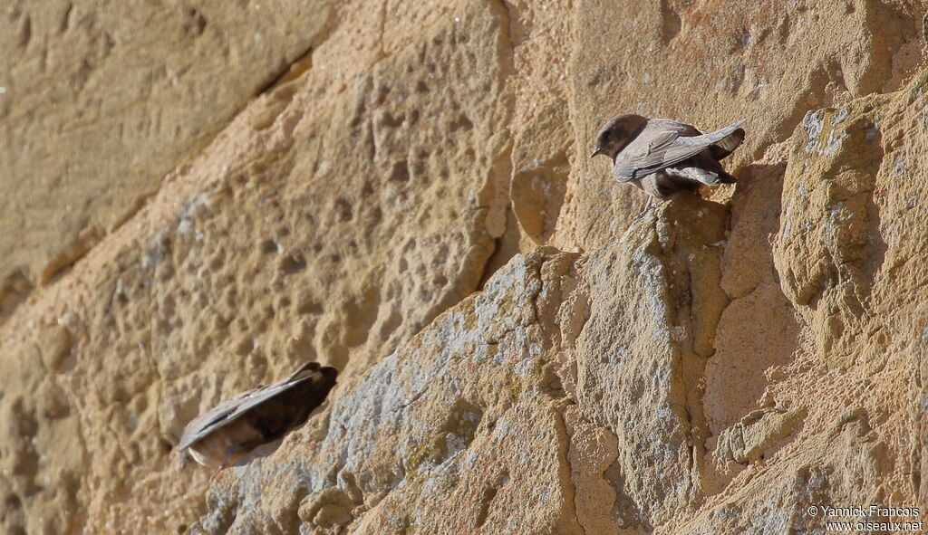 Eurasian Crag Martinadult, habitat