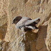 Eurasian Crag Martin