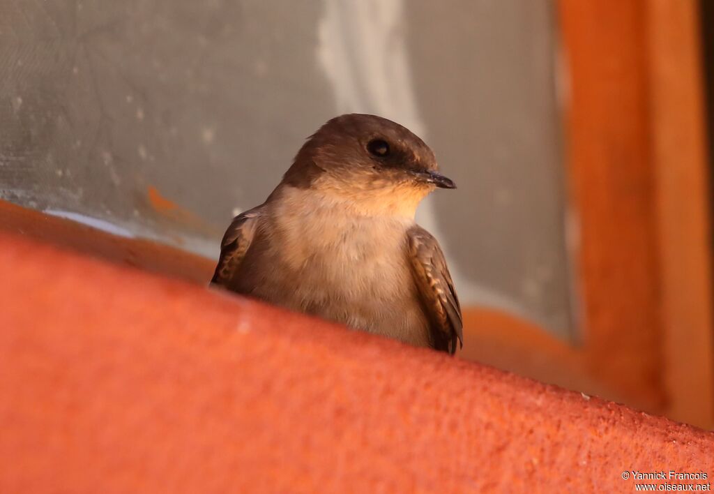 Hirondelle isabellineadulte, identification, composition