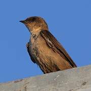Large Rock Martin