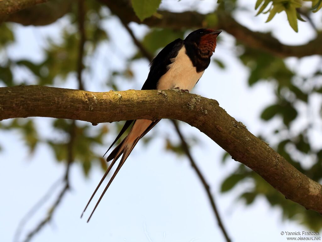 Hirondelle rustiqueadulte nuptial, identification, composition