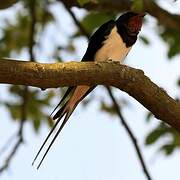 Barn Swallow