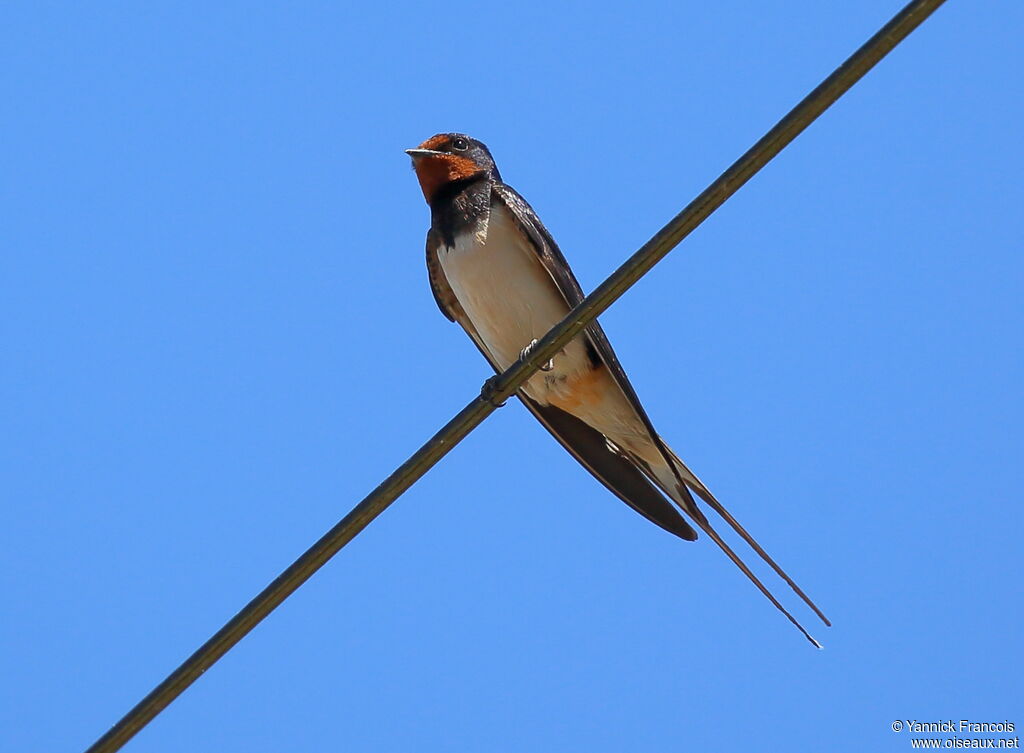 Hirondelle rustiqueadulte nuptial, identification, composition