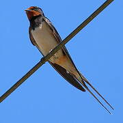 Barn Swallow