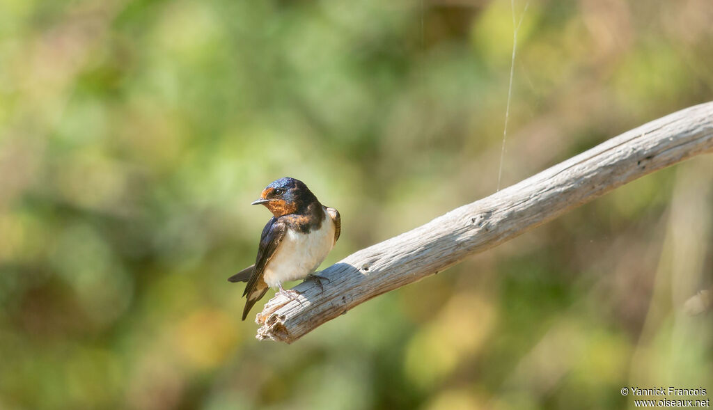 Barn Swallowadult, identification, aspect
