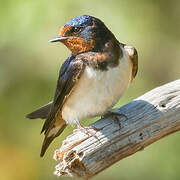 Barn Swallow