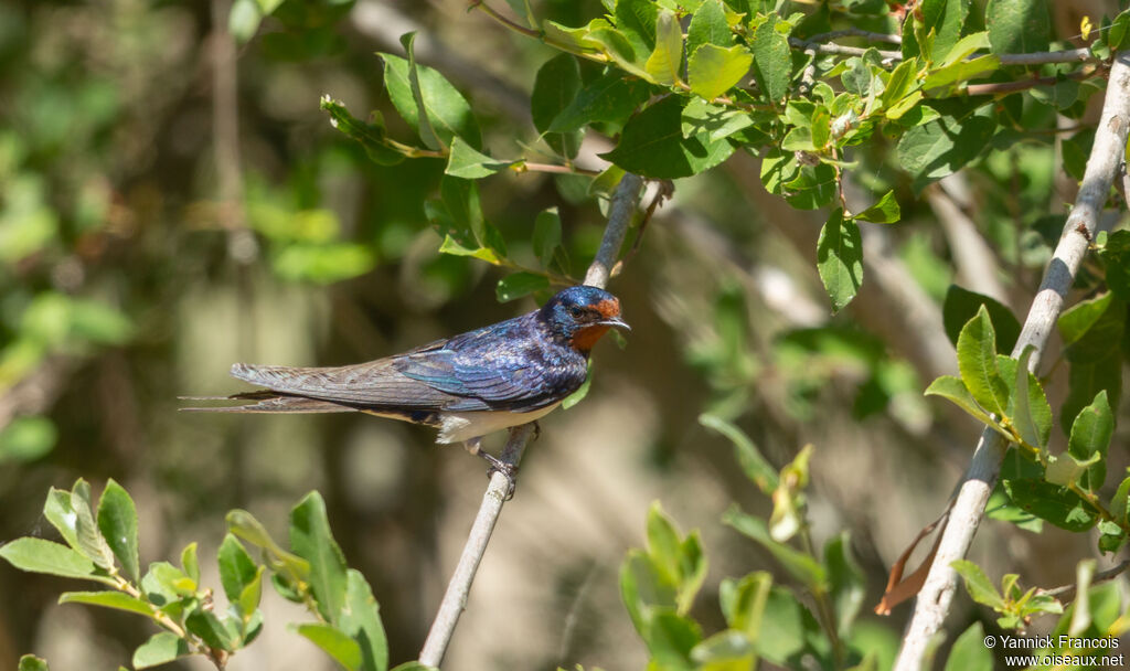 Barn Swallowadult, habitat, aspect