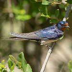 Hirondelle rustique