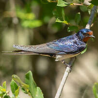 Hirondelle rustique
