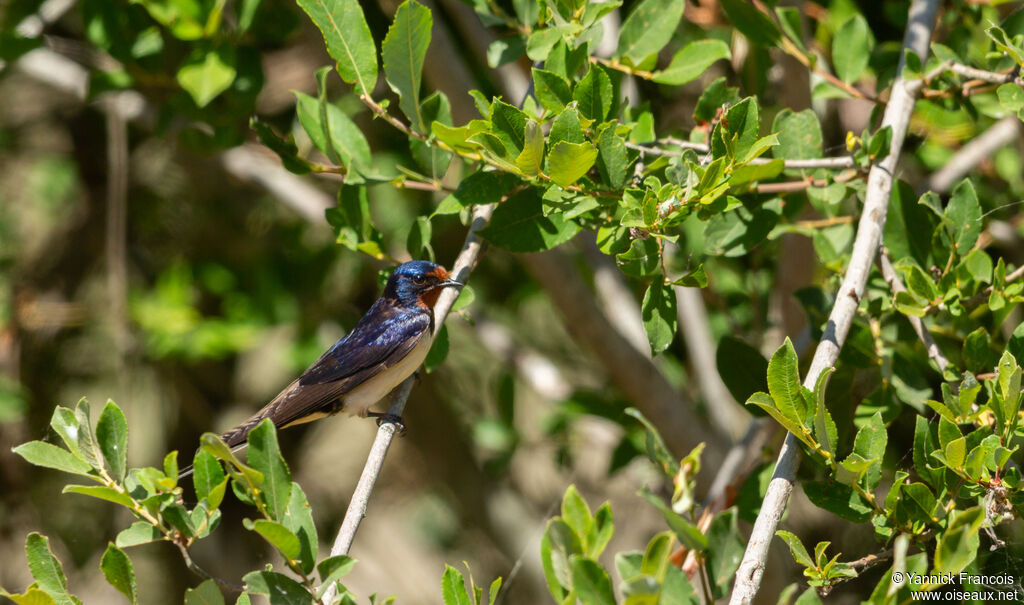 Hirondelle rustiqueadulte, habitat, composition