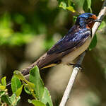 Hirondelle rustique