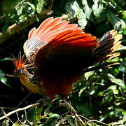 Hoatzin