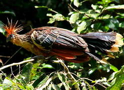 Hoatzin