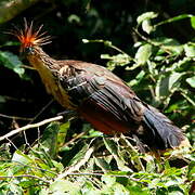 Hoatzin