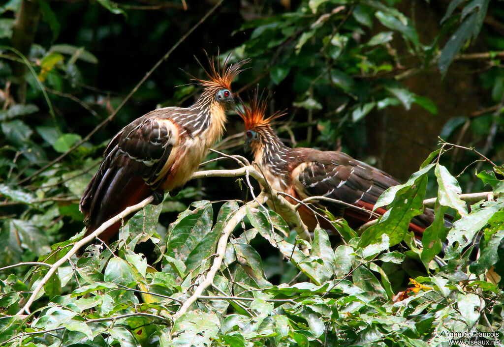 Hoazin huppéadulte, habitat, composition