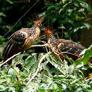 Hoatzin