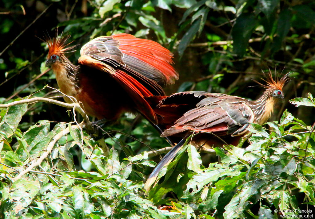 Hoazin huppéadulte, habitat, composition