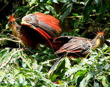 Hoatzin