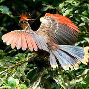 Hoatzin