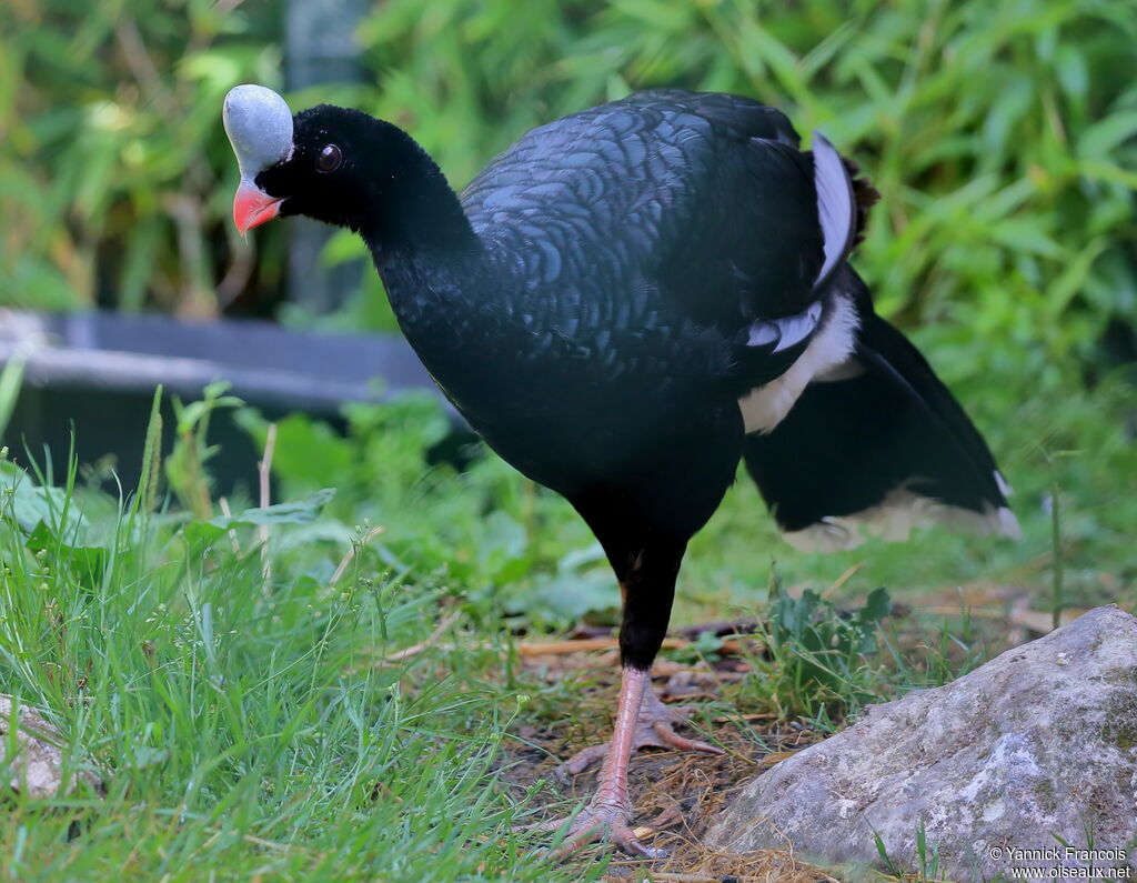 Helmeted Curassowadult, identification, aspect, walking