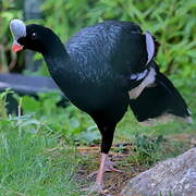 Helmeted Curassow