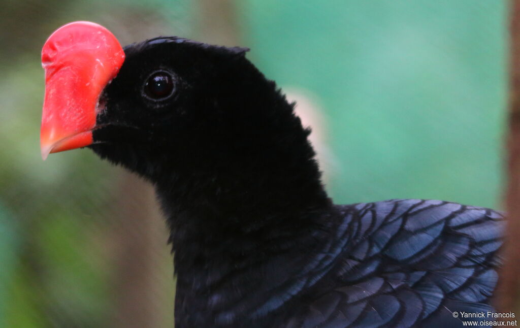 Razor-billed Curassowadult, close-up portrait