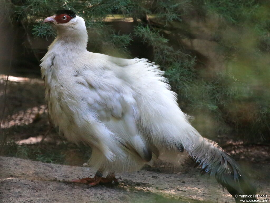 White Eared Pheasantadult, identification, aspect