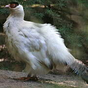 White Eared Pheasant