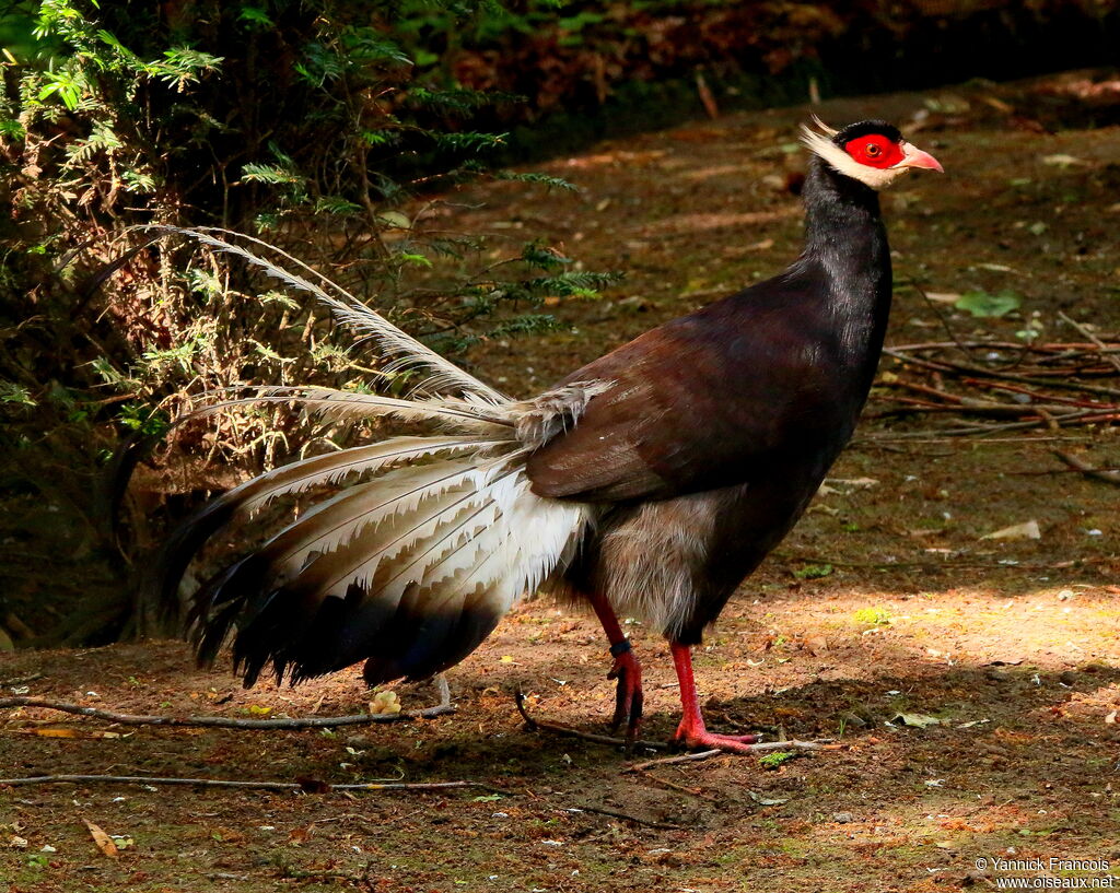 Brown Eared Pheasantadult, identification, aspect