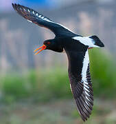 Eurasian Oystercatcher