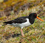 Eurasian Oystercatcher