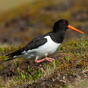 Eurasian Oystercatcher
