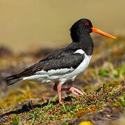 Eurasian Oystercatcher