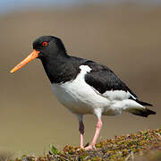 Eurasian Oystercatcher