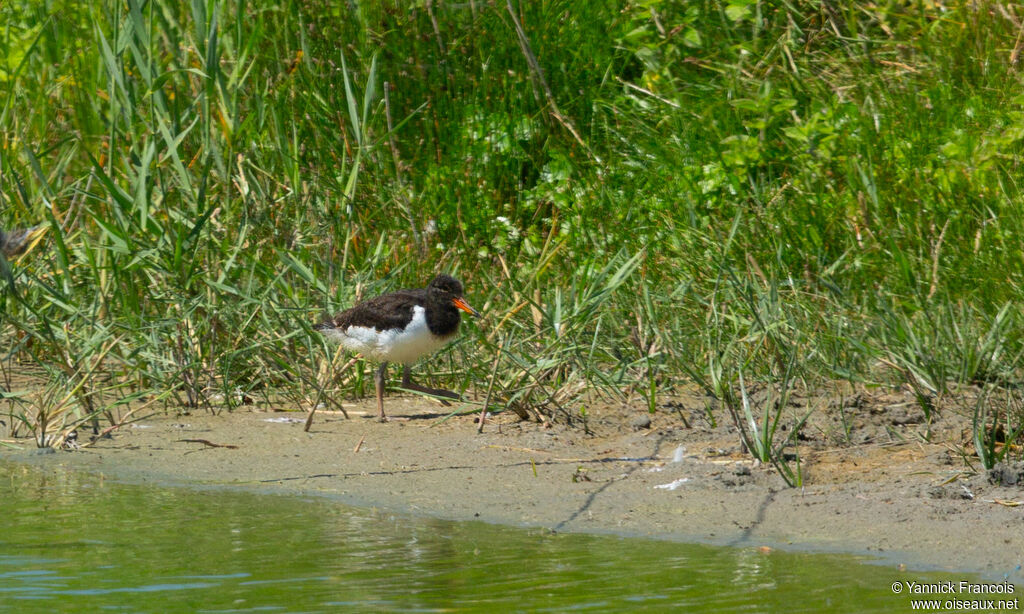 Huîtrier piejuvénile, habitat, composition, marche