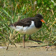 Eurasian Oystercatcher