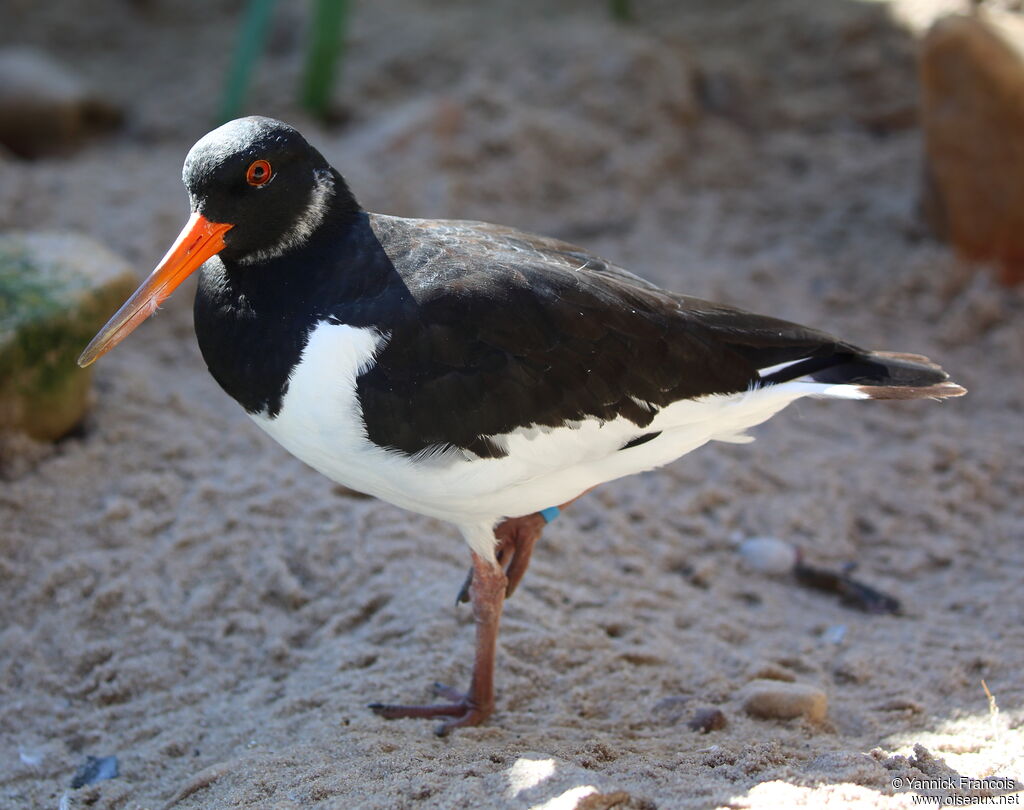 Eurasian Oystercatcheradult breeding, identification, aspect