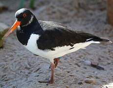 Eurasian Oystercatcher