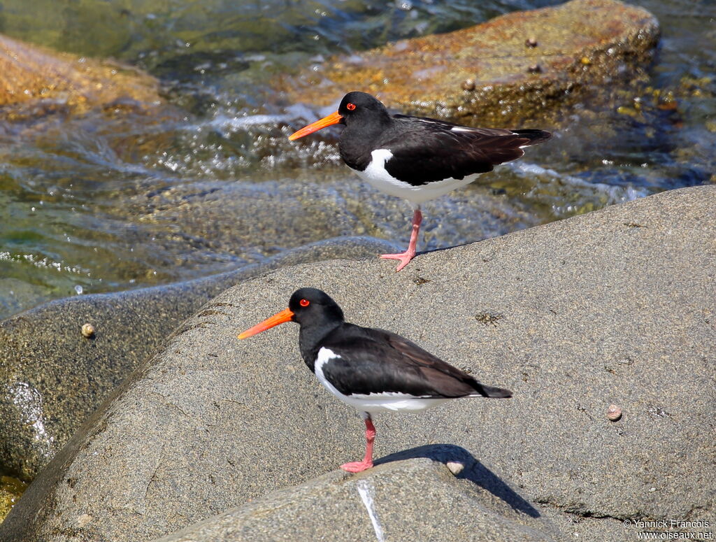 Eurasian Oystercatcheradult breeding, habitat, aspect